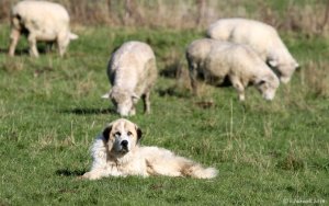 flock-guardian-dog-8