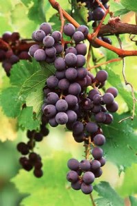 vine, branches and fruit